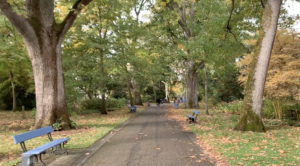 Diagnostic des chênes patrimoniaux de l'Arboretum d'Angers : une allée plantée en 1863