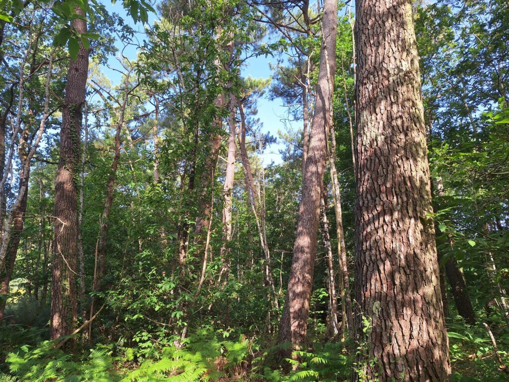 Bois de Maraizin - Morbihan, Bretagne