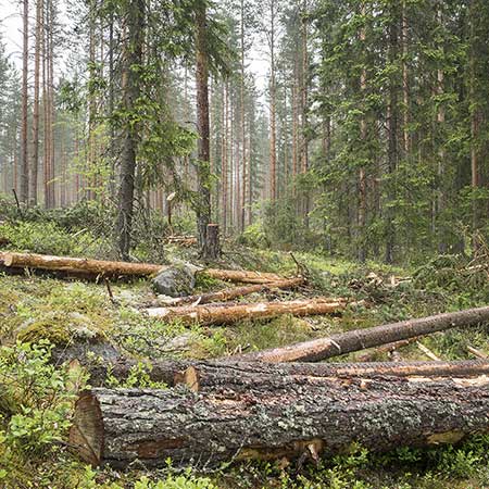 Forestry France  expertises et gestion forestières