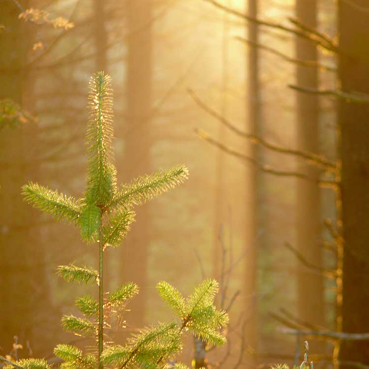 formation forestier Forestry France  expertise et gestion forestière